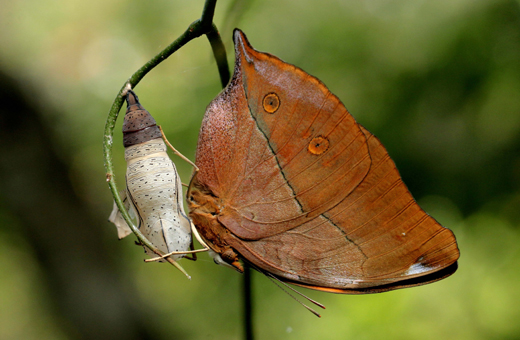 Butterfly park belvai